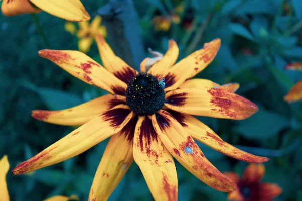 Flores Amarillas Otoño Jardín Octubre — Foto de Stock