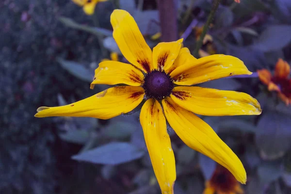 10月の庭の黄色い秋の花 — ストック写真