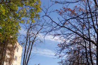 Ekim 'de parkta sonbahar manzarası