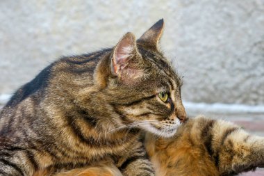 Bir çiftlikte bir kedi yerde oturuyor.