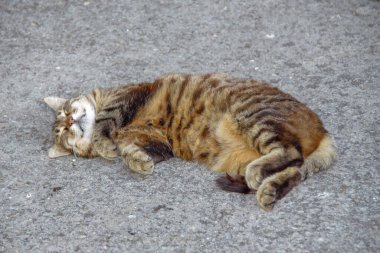 Bir çiftlikte bir kedi yerde oturuyor.