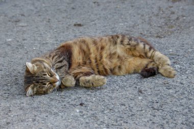 Bir çiftlikte bir kedi yerde oturuyor.