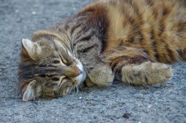 Bir çiftlikte bir kedi yerde oturuyor.