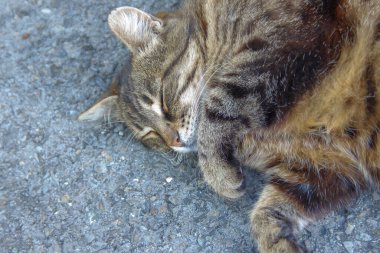 Bir çiftlikte bir kedi yerde oturuyor.