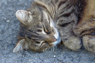 Bir çiftlikte bir kedi yerde oturuyor.