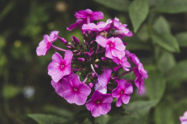 Bahçede güzel sonbahar çiçekleri