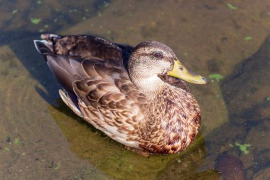 Yaban ördeği deniz kıyısında yumurtalara oturur.