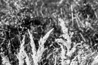Eylül 'de sarı tarla sonbahar otları