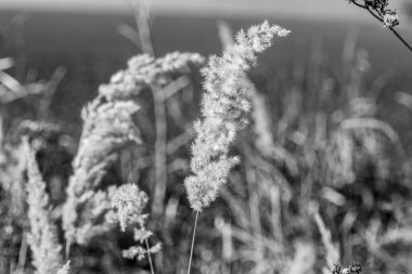 Eylül 'de sarı tarla sonbahar otları