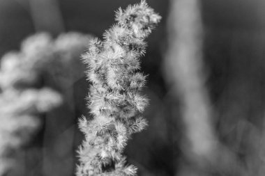 Eylül 'de sarı tarla sonbahar otları