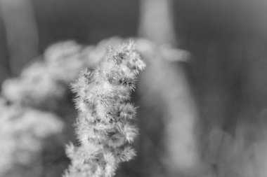 Eylül 'de sarı tarla sonbahar otları