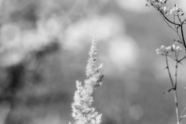 Eylül 'de sarı tarla sonbahar otları