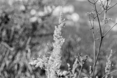 Eylül 'de sarı tarla sonbahar otları