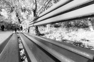 Ekim 'de sonbahar parkında ahşap bank