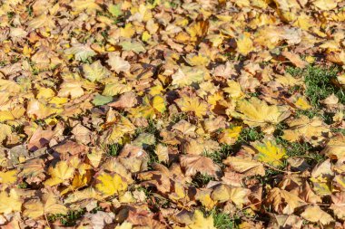 Ekim 'de güzel sonbahar yaprakları