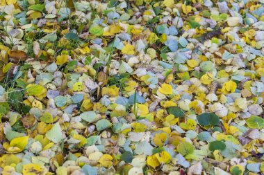 Ekim 'de güzel sonbahar yaprakları