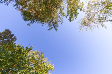 Ekim 'de güzel sonbahar yaprakları