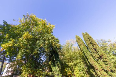 Ekim 'de güzel sonbahar yaprakları