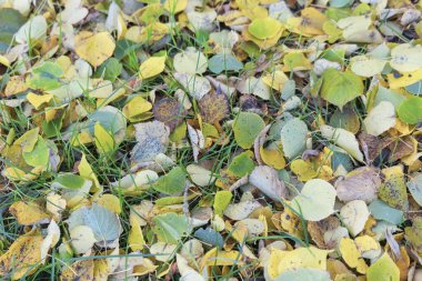 Ekim 'de güzel sonbahar yaprakları