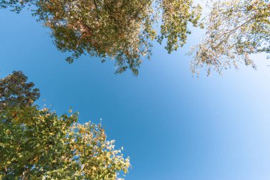 Ekim 'de güzel sonbahar yaprakları