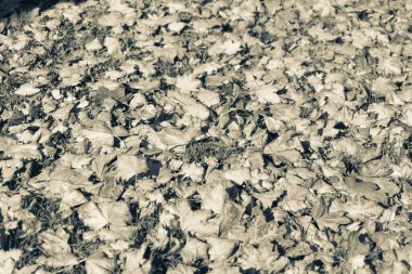 Ekim 'de güzel sonbahar yaprakları