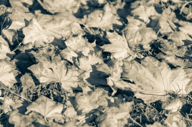 Ekim 'de güzel sonbahar yaprakları