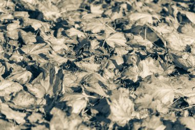 Ekim 'de güzel sonbahar yaprakları