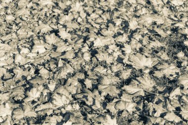 Ekim 'de güzel sonbahar yaprakları