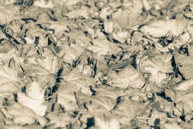 Ekim 'de güzel sonbahar yaprakları