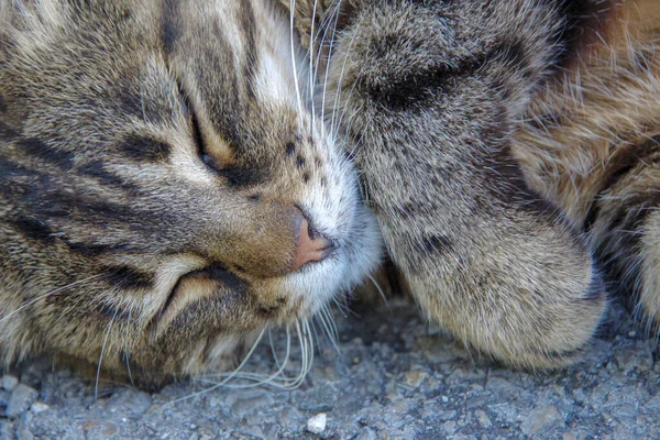 Eine Katze Sitzt Auf Dem Boden Eines Bauernhofs — Stockfoto