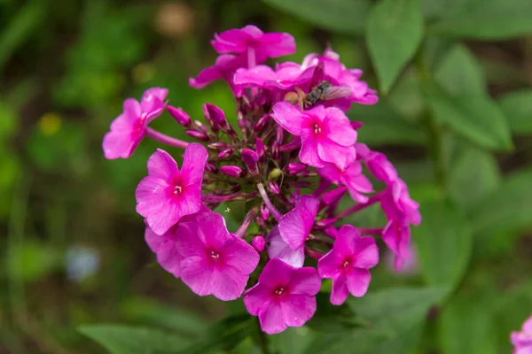 Hermosas Flores Otoño Jardín —  Fotos de Stock