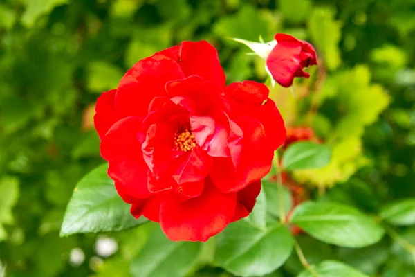 Belles Fleurs Automne Dans Jardin — Photo