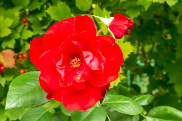 Belles Fleurs Automne Dans Jardin — Photo