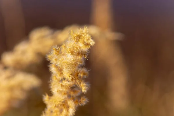 Campo Giallo Erba Autunno Nel Mese Settembre — Foto Stock