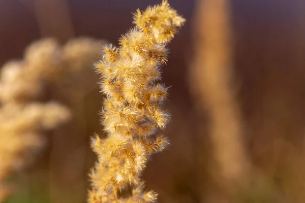 Campo Giallo Erba Autunno Nel Mese Settembre — Foto Stock