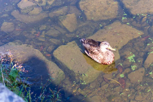 Wilde Eend Zit Eieren Aan Kust Bij Het Water — Stockfoto