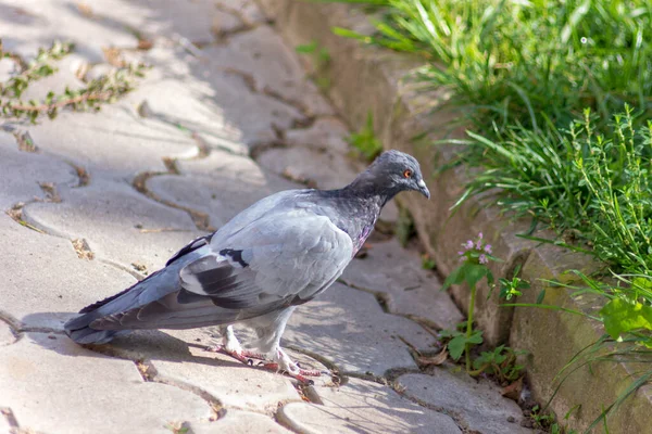 Parktaki Kaldırım Taşlarının Üzerindeki Vahşi Güvercin — Stok fotoğraf