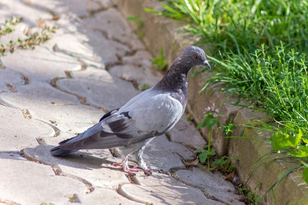 Pombo Selvagem Nas Pedras Paralelepípedos Parque — Fotografia de Stock