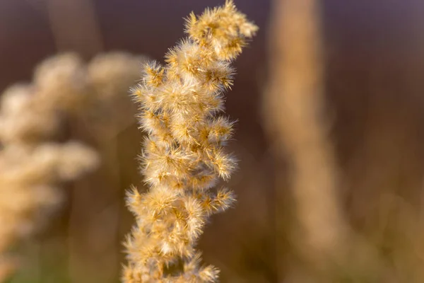 Campo Giallo Erba Autunno Nel Mese Settembre — Foto Stock