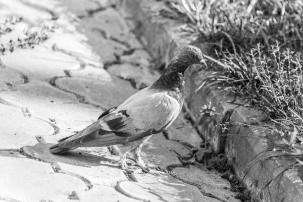 Wild Pigeon Cobblestones Park — Stock Photo, Image