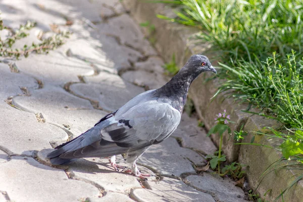 Pombo Selvagem Nas Pedras Paralelepípedos Parque — Fotografia de Stock