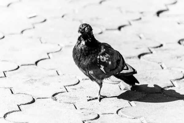 Wild Pigeon Cobblestones Park — Stock Photo, Image