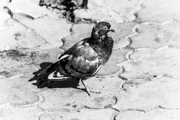 Wild Pigeon Cobblestones Park — Stock Photo, Image