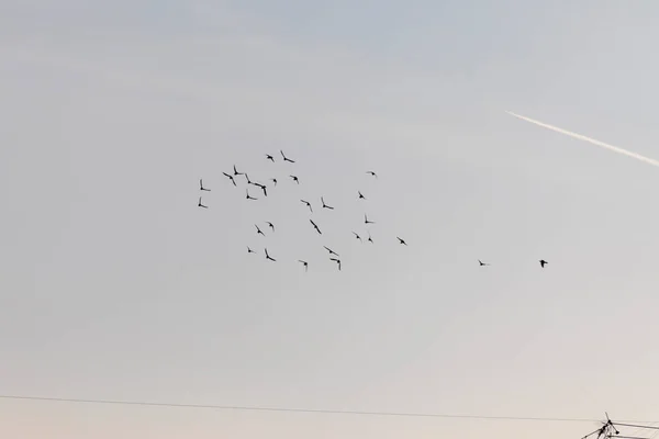 Flock Vilda Duvor Flyger Över Ett Hus — Stockfoto