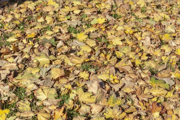 Красивые Осенние Листья Деревьев Октябре — стоковое фото