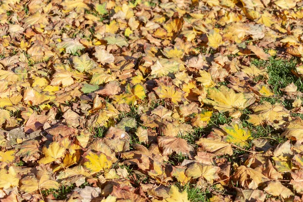 Prachtige Herfstbladeren Van Bomen Oktober — Stockfoto