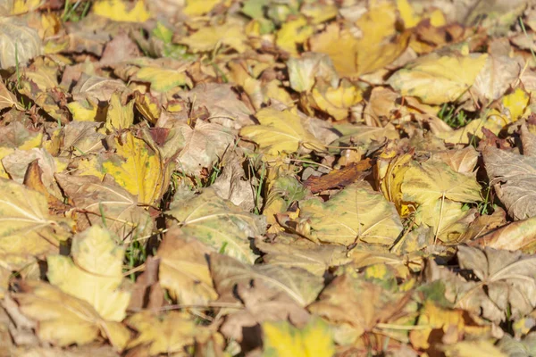 Beautiful Autumn Leaves Trees October — Stock Photo, Image