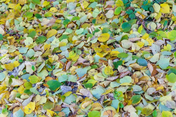 Beautiful Autumn Leaves Trees October — Stock Photo, Image