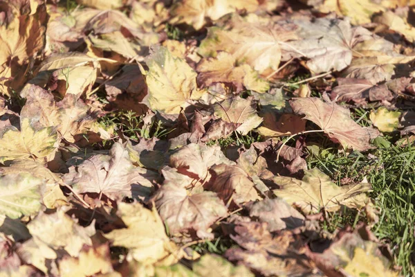 Hermosas Hojas Otoño Árboles Octubre — Foto de Stock