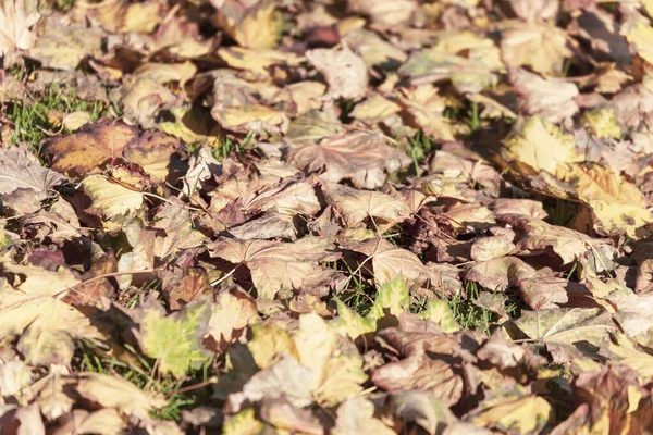 10月の美しい紅葉 — ストック写真